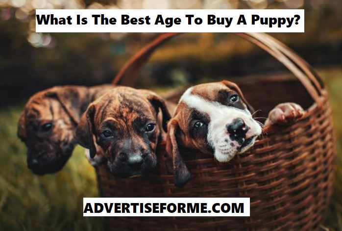 What Is The Best Age To Buy A Puppy What Is The Best Age To Buy A Puppy