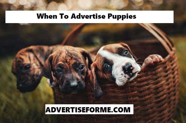 When To Advertise Puppies